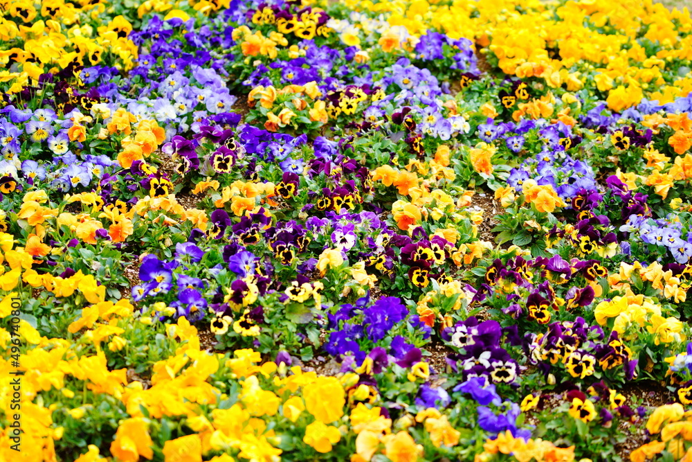 千葉県の春のお花畑 千葉県の春のお花畑