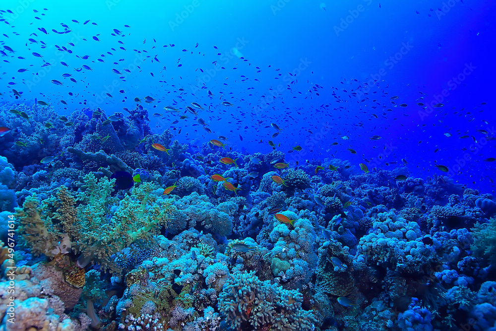 tropical sea underwater background diving ocean tropical sea underwater background diving ocean