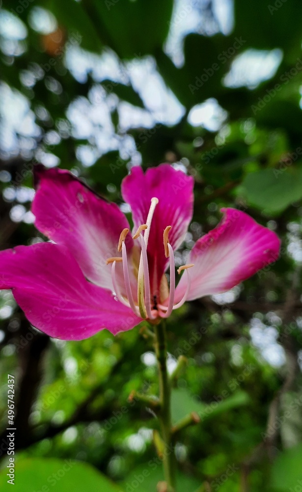 lovely pink flower lovely pink flower