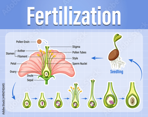 Diagram of pollination of flowering plants