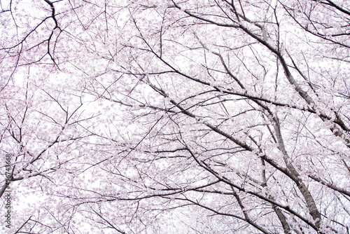 公園に咲く桜の花