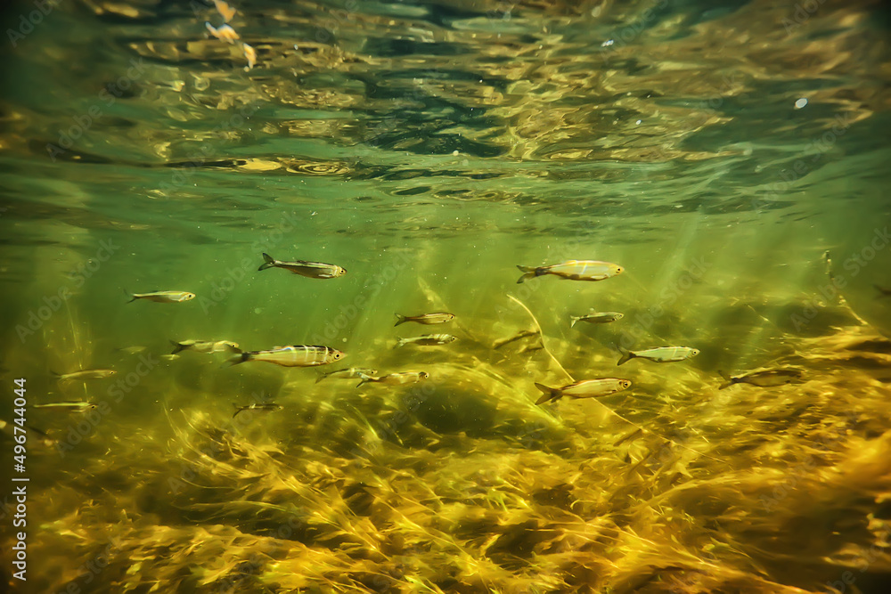 sun rays under water landscape, seascape fresh water river diving sun rays under water landscape, seascape fresh water river diving