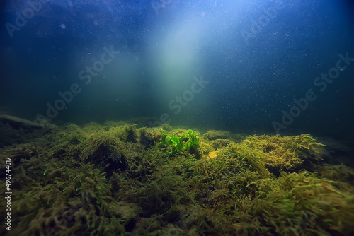 multicolored underwater landscape in the river, algae clear water, plants under water