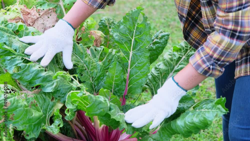 Happy woman gardener caring for nutritious Swiss chard vegetables that grow in the fields ready for harvest. Happy woman gardener caring for nutritious Swiss chard vegetables that grow in the fields ready for harvest.