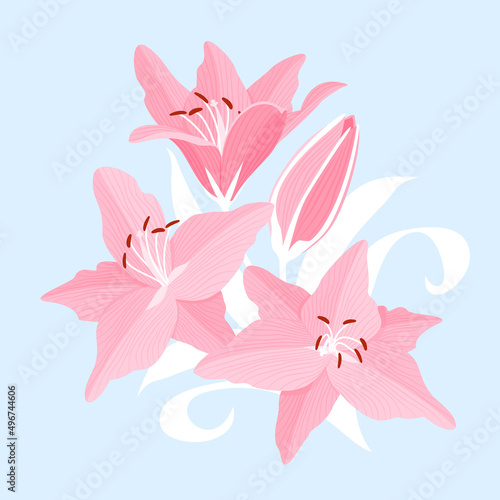 Flower background with pink beautiful lilies. Lilly vector illustration