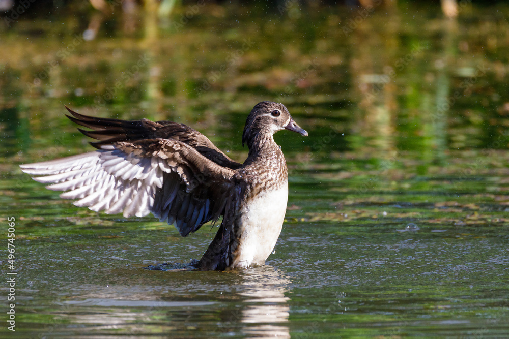 Fototapeta premium Red Data Book mandarin ducks in the wild. Beautiful bright ducks swim in the pond. Mandarin duck chicks.