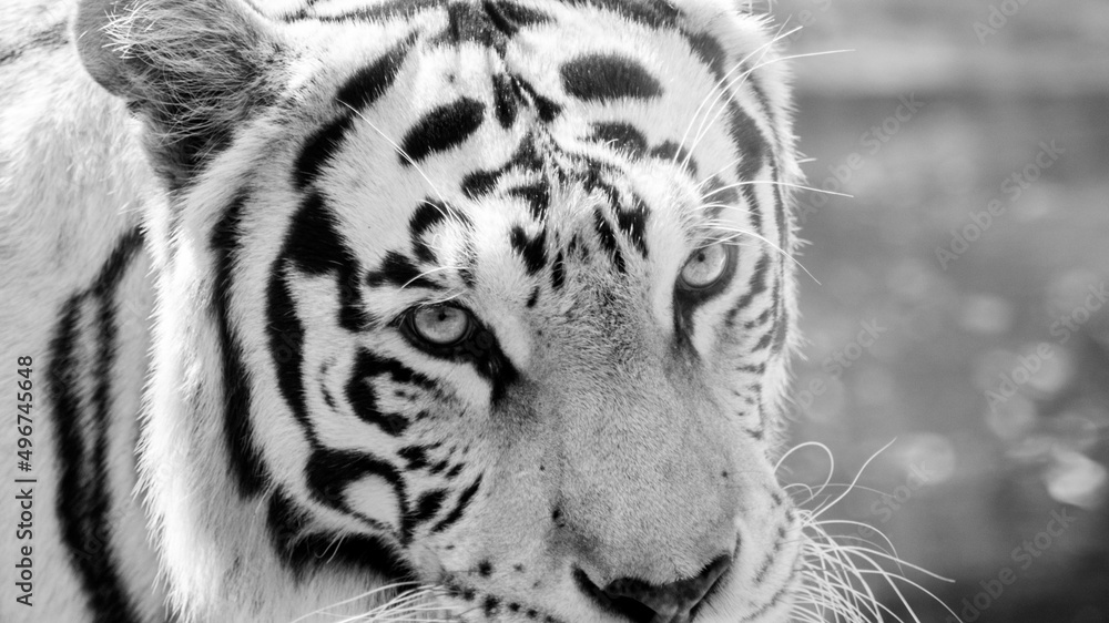 Eyes of mexican white tiger with blurred background Eyes of mexican white tiger with blurred background