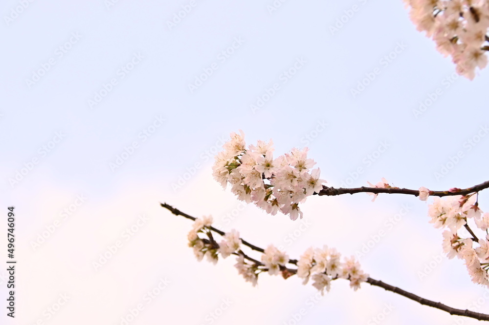 Beautiful White Cherry blossoms Flower Opening Beautiful White Cherry blossoms Flower Opening