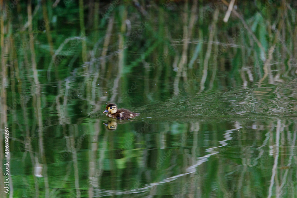 Red Data Book mandarin ducks in the wild. Beautiful bright ducks swim in the pond. Mandarin duck chicks. Red Data Book mandarin ducks in the wild. Beautiful bright ducks swim in the pond. Mandarin duck chicks.