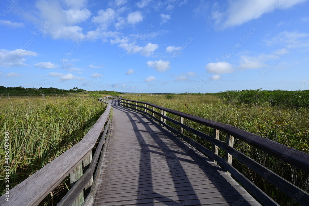 Anhinga Trail and boardwalk in Everglades National Park, Florida on sunny April morning.