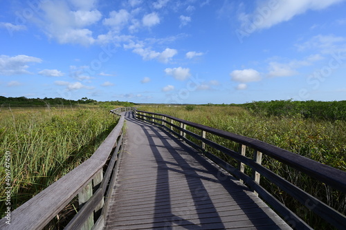 Anhinga Trail and boardwalk in Everglades National Park  Florida on sunny April morning.