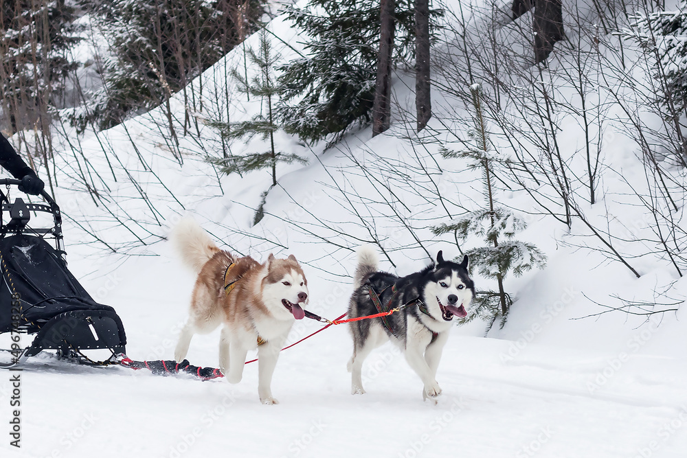 Two Husky dogs and a Malamute in a harness run on a snowy crust in front of the sleigh. Two Husky dogs and a Malamute in a harness run on a snowy crust in front of the sleigh.