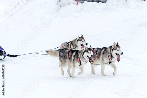 Three Siberian Husky dogs run fast in a dog sled across a snowy crust in a flattering area.