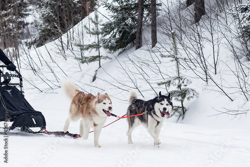 Two Husky dogs and a Malamute in a harness run on a snowy crust in front of the sleigh. 
