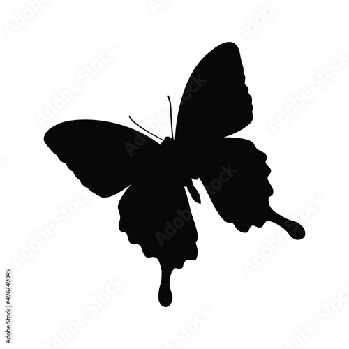 Beautiful butterfly vector isolated on white. 