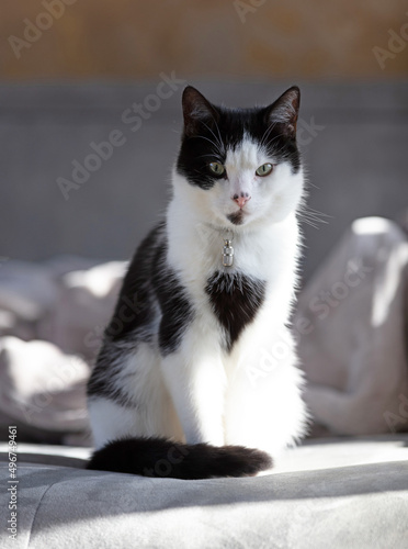 Closeup of a cat sitting on a couch