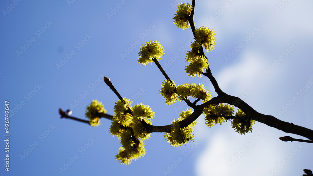 Fototapeta premium The spring that the Sansuyu flowers tell us.