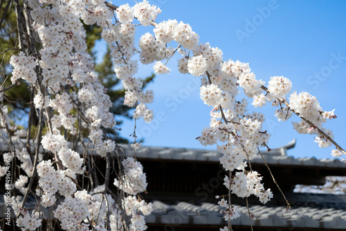 枝垂れ桜と瓦屋根