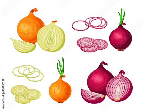 Set of fresh orange and red onions in cartoon style. Vector illustration of vegetables whole and cut into slices and halves, large and small sizes on white background.