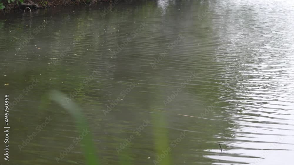 Wooden terrace in the tropical forest, Tropical steam fog over the lake surface. Wooden terrace in the tropical forest, Tropical steam fog over the lake surface.