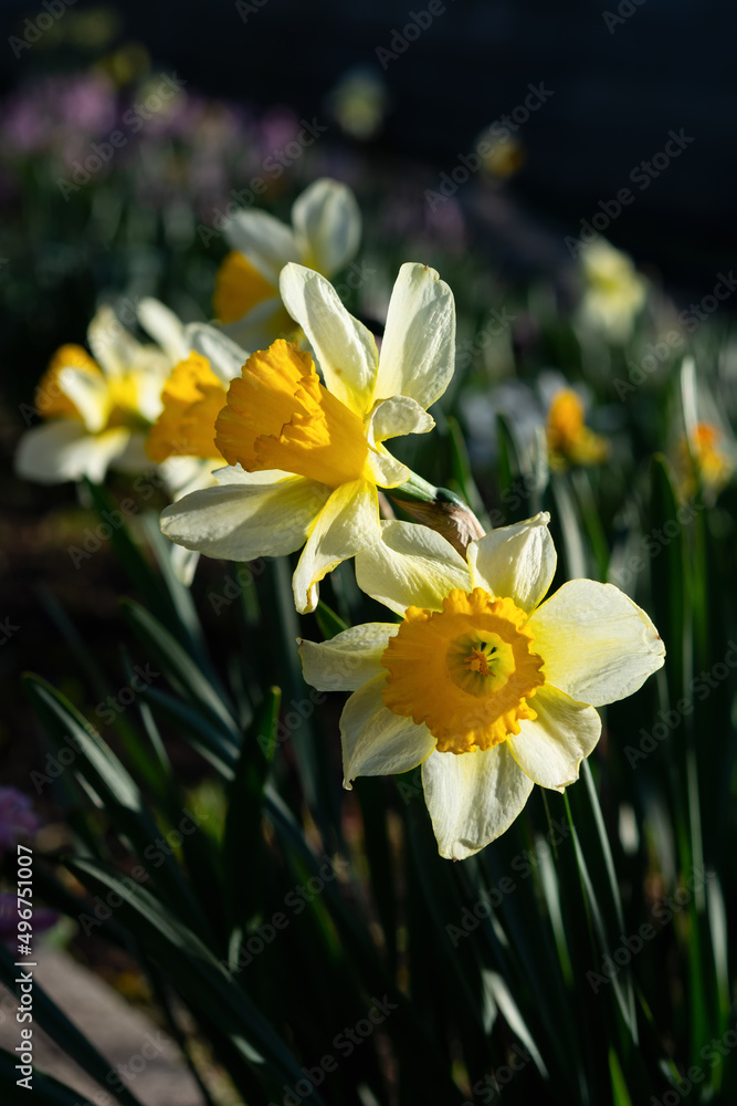 Fototapeta premium Beautiful colorful narcissus flowers. Nature background with spring flowers