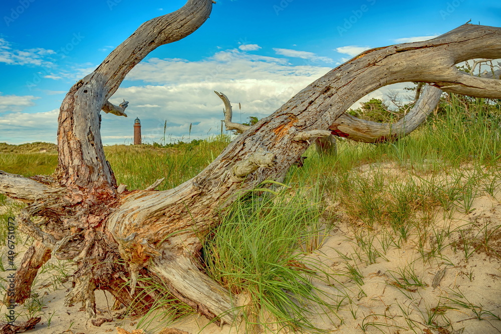 Fototapeta premium In den Fängen der Natur