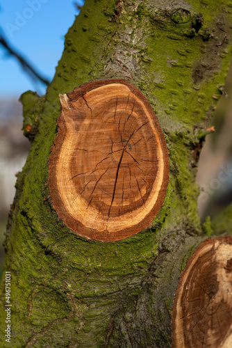 Close-up of a cut old branch of a plum tree. Seasonal rejuvenating and sanitary pruning of trees photo