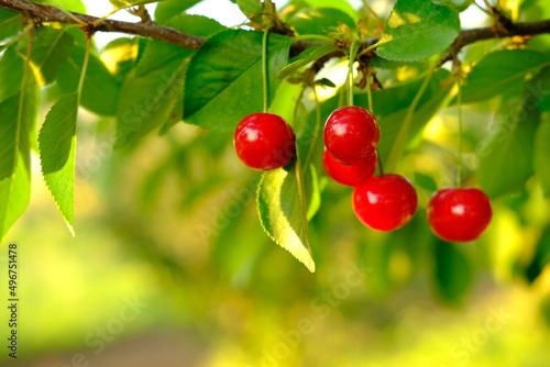 Bunch of ripe red cherries growing on cherry tree in orchard. Organic cherries on tree before harvesting, close up. Fruit.cherry on the tree, High vitamin C and antioxidant fruits. Fresh organic on