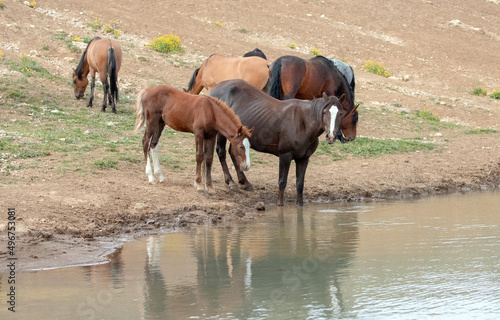 Band of wild horses reflecting in the water at the watering hole in the United States