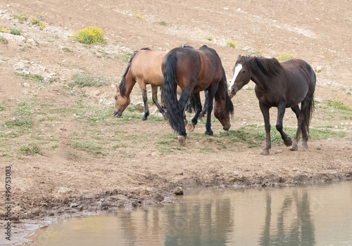 Chestnut mare wild horse walking by the watering hole in the western United States