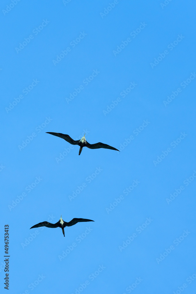 Two big beautiful birds are flying in clear blue sky