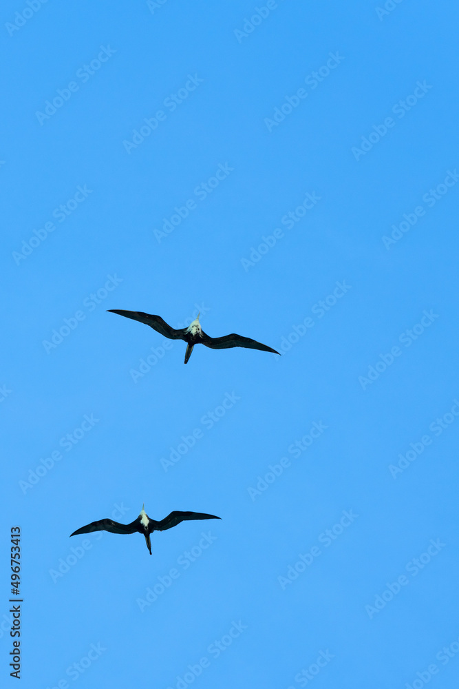 Two big beautiful birds are flying in clear blue sky Two big beautiful birds are flying in clear blue sky