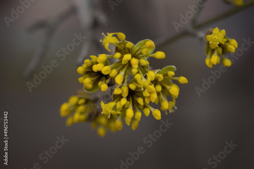 Branches with European corn  flowers in spring, Cornelian cherry , Cornus mas. Spring flowers  photo