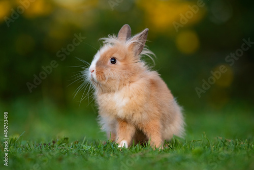 Cute little rabbit outdoors in summer