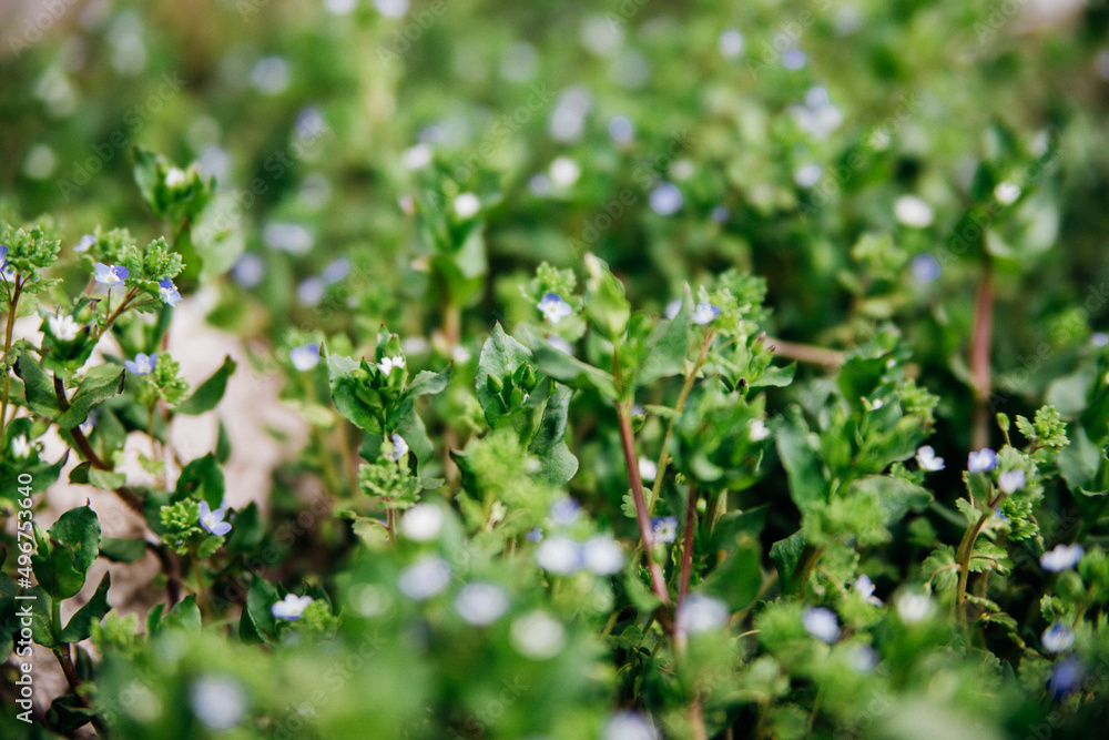 Natural background of small blue flowers among green leaves. Beauty is in nature. The concept of the onset of spring and warmth. Natural background of small blue flowers among green leaves. Beauty is in nature. The concept of the onset of spring and warmth.