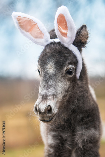 Canvas Print Lovely pony foal with bunny ears on its head