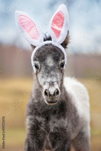 Funny pony foal with bunny ears on its head