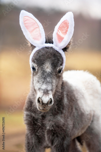 Fotobehang Funny pony foal with bunny ears on its head