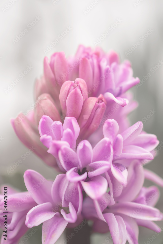 pink oriental hyacinth flowers on sunlit flower bed	
