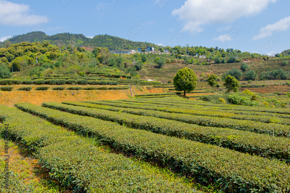 China's green tea garden. Spring tea plantation.