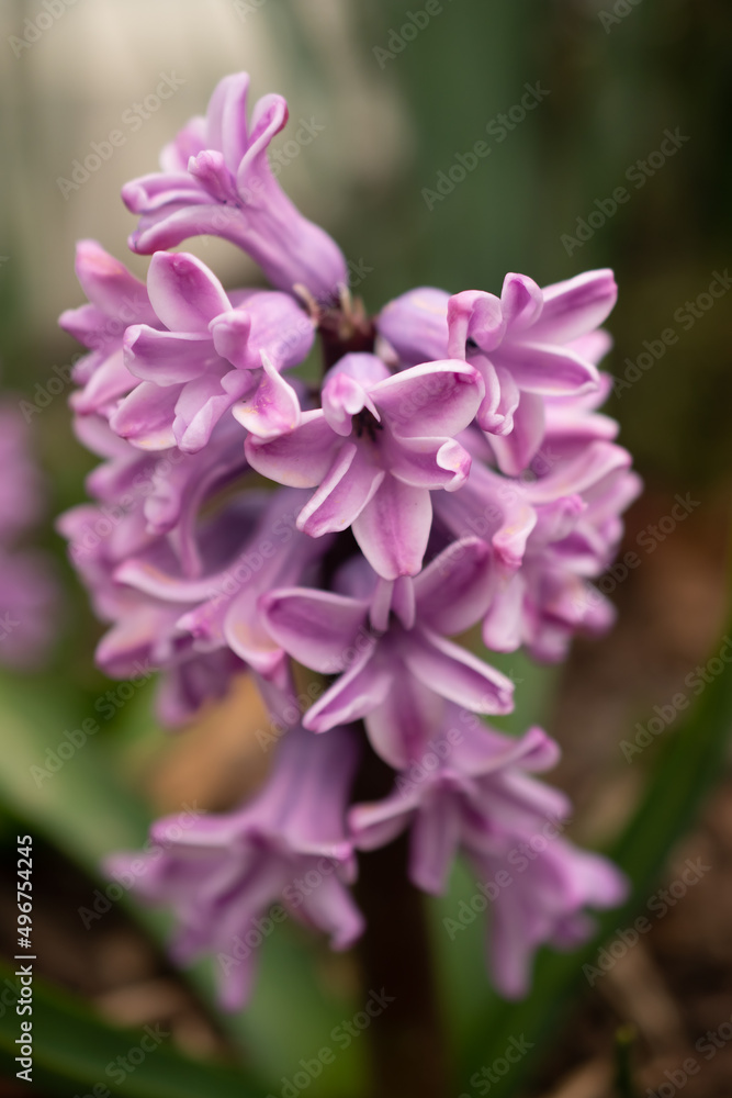 pink oriental hyacinth flowers on sunlit flower bed