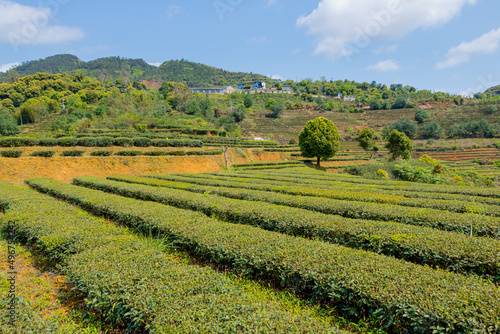 China's green tea garden. Spring tea plantation.