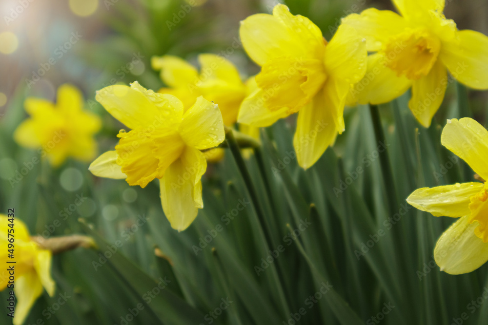 Blooming daffodils, Narcissus in spring garden. Meadow filled with yellow daffodils in sunlight. Selective focus.