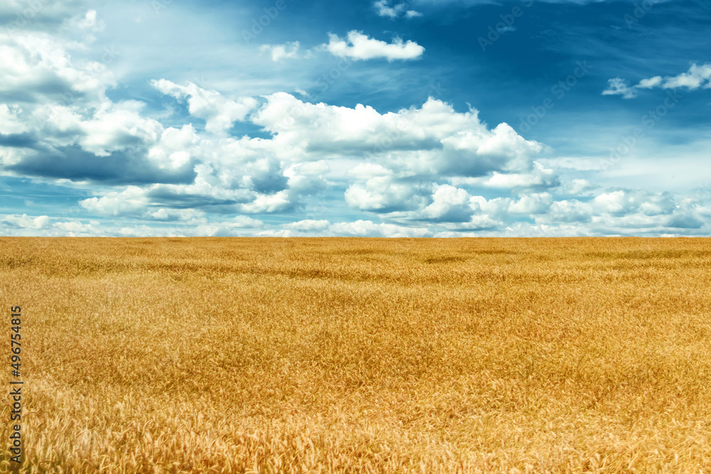 Beautiful yellow wheat field and blue sky with clouds. Ukrainian flag. Nature, landscape. Desktop wallpaper. Beautiful yellow wheat field and blue sky with clouds. Ukrainian flag. Nature, landscape. Desktop wallpaper.