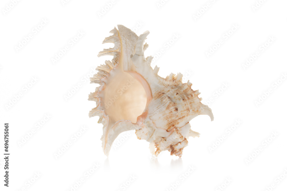 Fototapeta premium Sea shell isolated on white background
