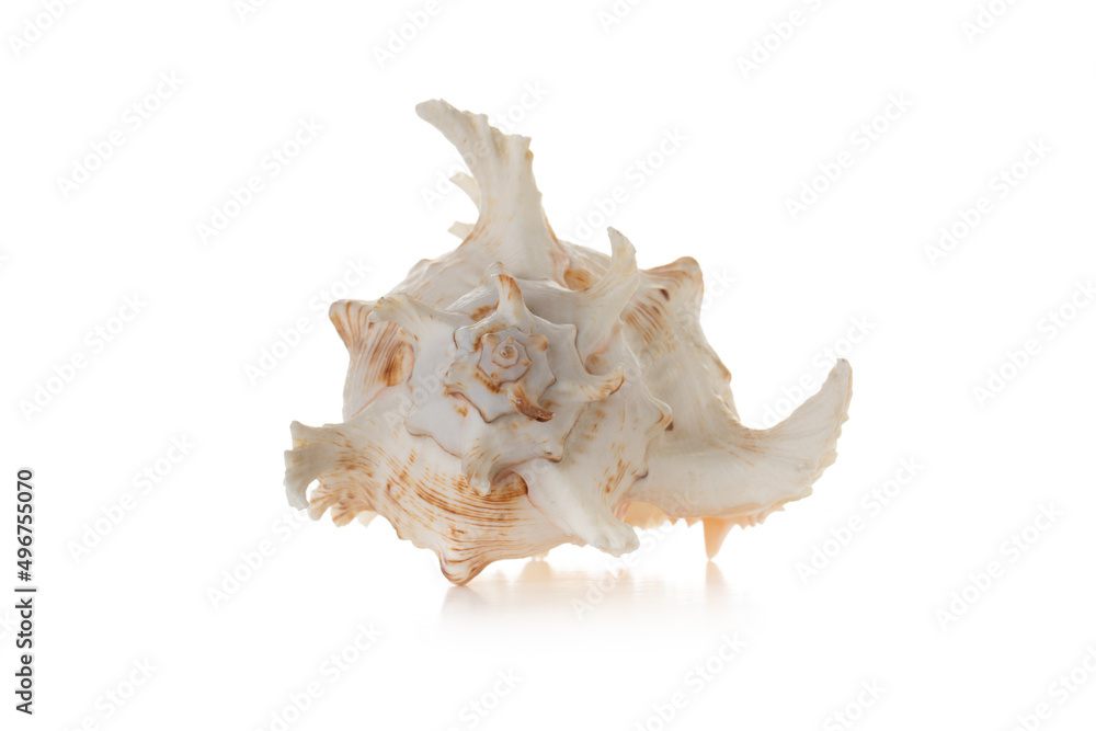 Sea shell isolated on white background Sea shell isolated on white background