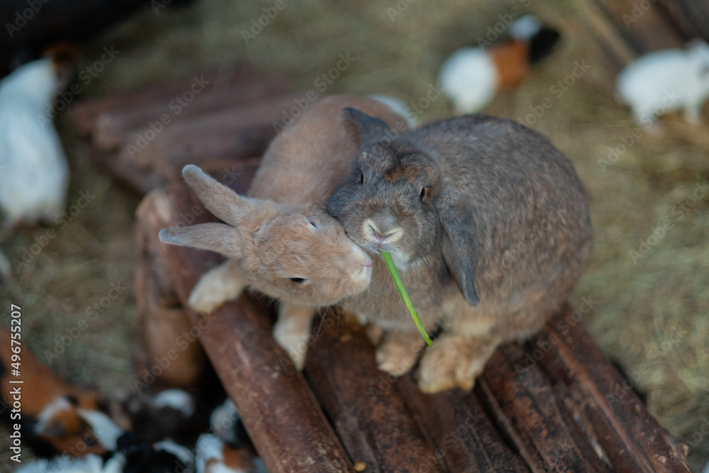 rabbit eating grass with bokeh background, bunny pet, holland lop rabbit eating grass with bokeh background, bunny pet, holland lop