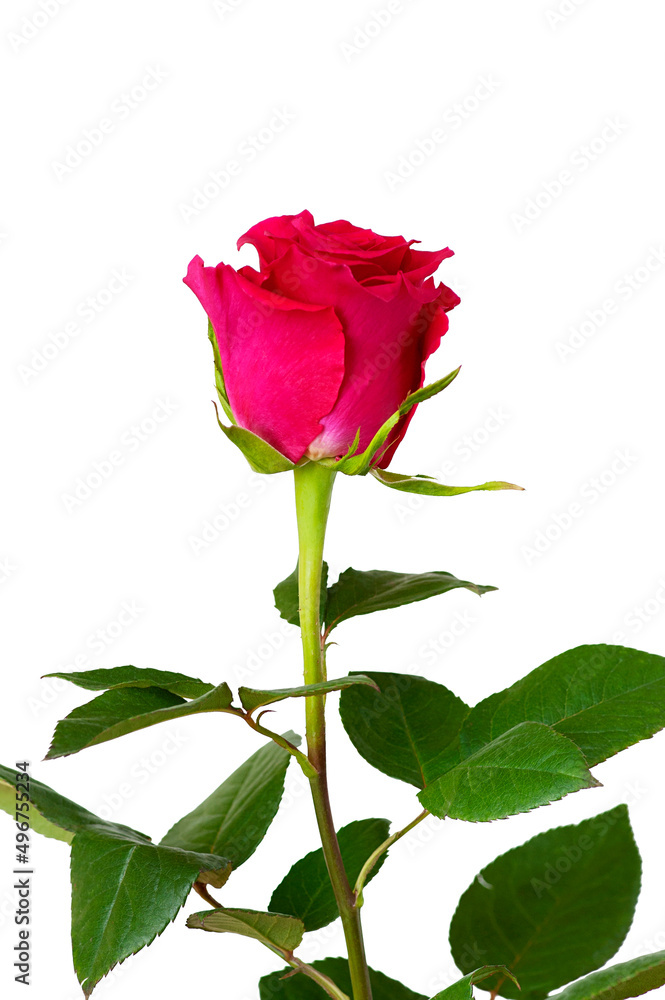 One red rose on a white background. vertical photo One red rose on a white background. vertical photo
