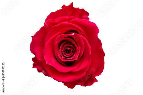 Red rose isolated on white background  top view