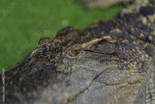 crocodile closeup eye, Alligator, Dangerous animal